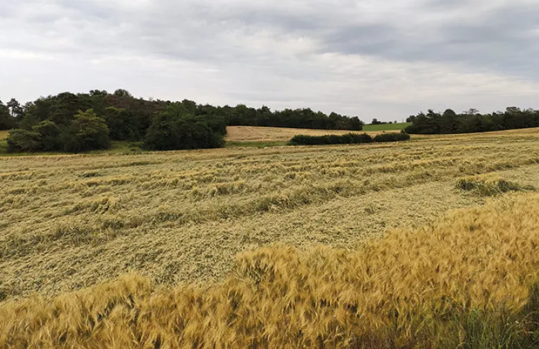 Bilan écophysiologique de la campagne céréalière 2020-21