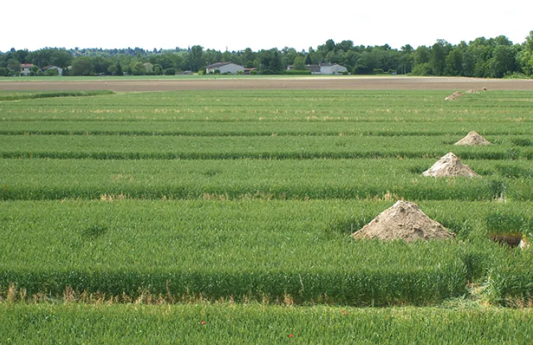 Blé bio: des profils racinaires distincts selon le travail du sol