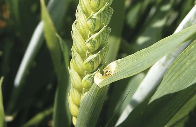 Les stimulateurs de l'immunité des plantes sont-ils intéressants?