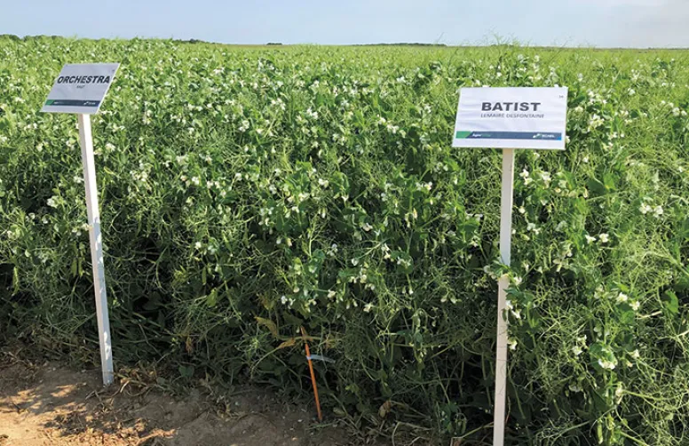 22 variétés de pois et 12 de féverole de printemps évaluées