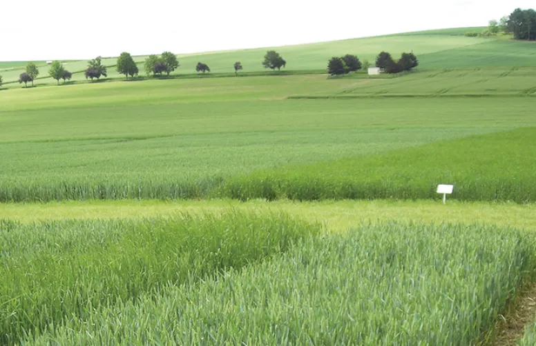 Résultats des essais 2021 sur les adjuvants aux herbicides