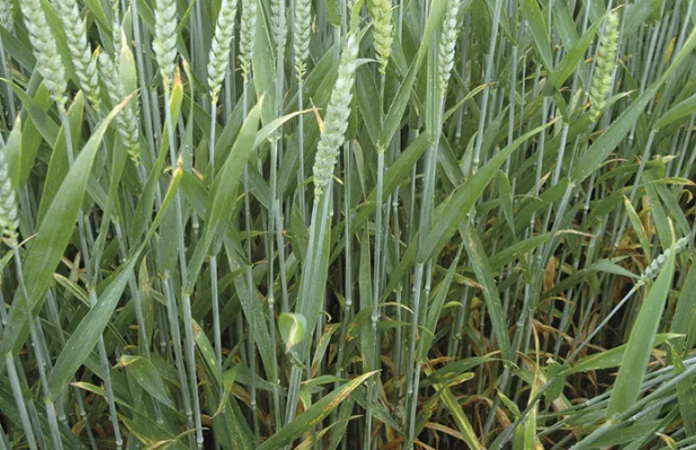 Céréales: pensez protection intégrée pour lutter contre les maladies