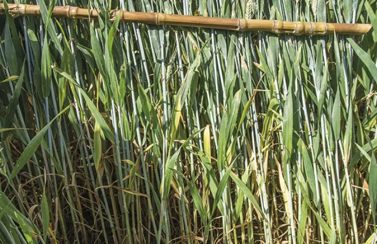 Biocontrôle: peut-il lutter précocement contre la septoriose du blé?
