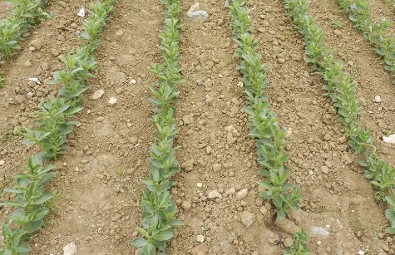 Bien préparer ses semis de pois et de féverole de printemps