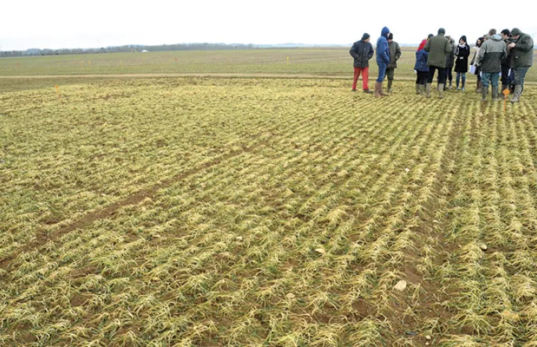 Interventions culturales pour réussir le blé dur