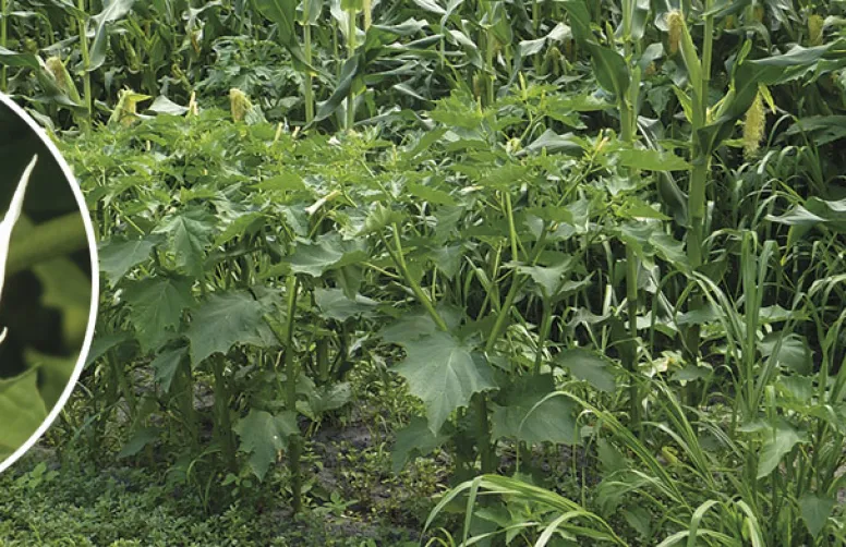 Gestion difficile du datura stramoine