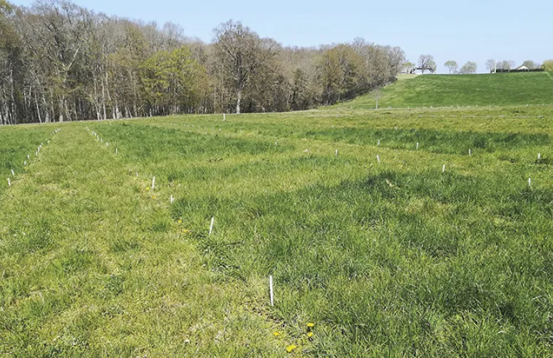 Azote & équilibre graminées-légumineuses des prairies multi-espèces