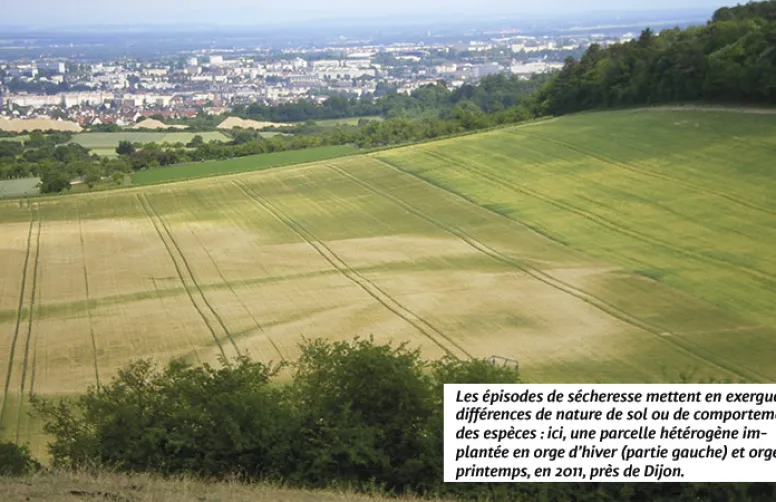 Les stratégies d'adaptation des plantes à la sécheresse