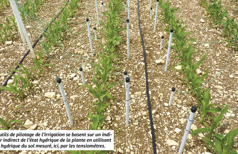 Recommandations pour optimiser l'irrigation du maïs