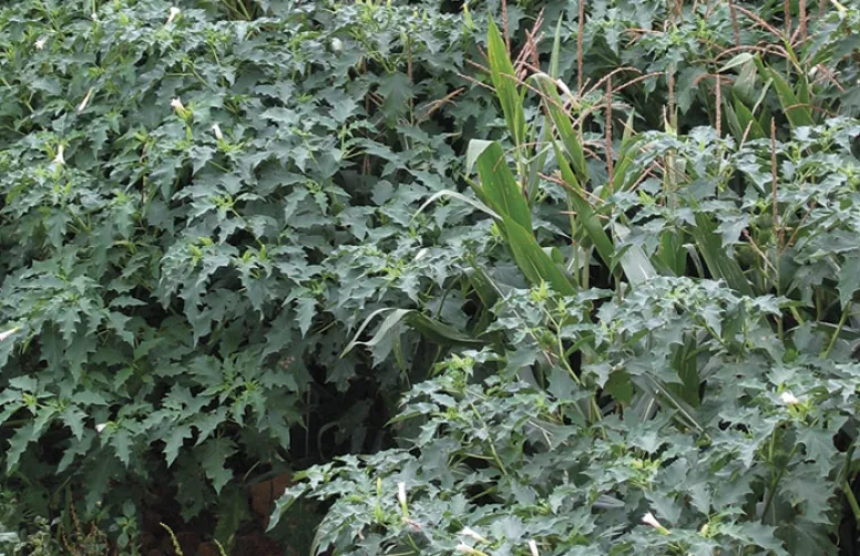 Limiter le salissement des parcelles de maïs par le datura