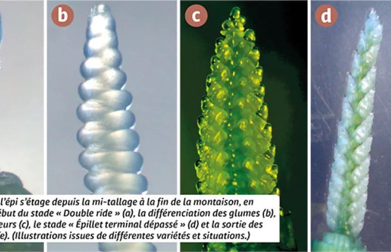 Tout savoir sur la fertilité des épis des céréales à paille
