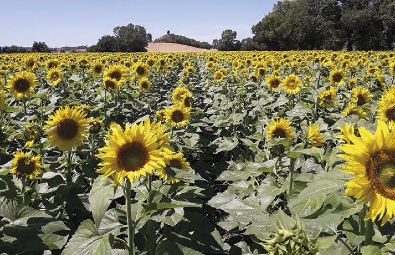 Enquête Terres Innovia: pratiques culturales en tournesol en 2021