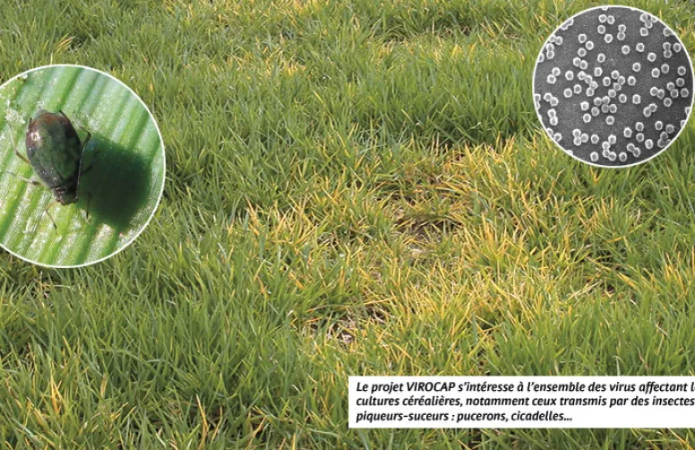 Projet VIROCAP : caractériser les virus des céréales à paille