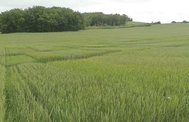 Une trentaine de variétés de blé tendre convenant au bio
