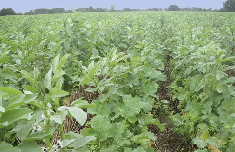 Enquête auprès des producteurs français de féverole (récolte 2021)