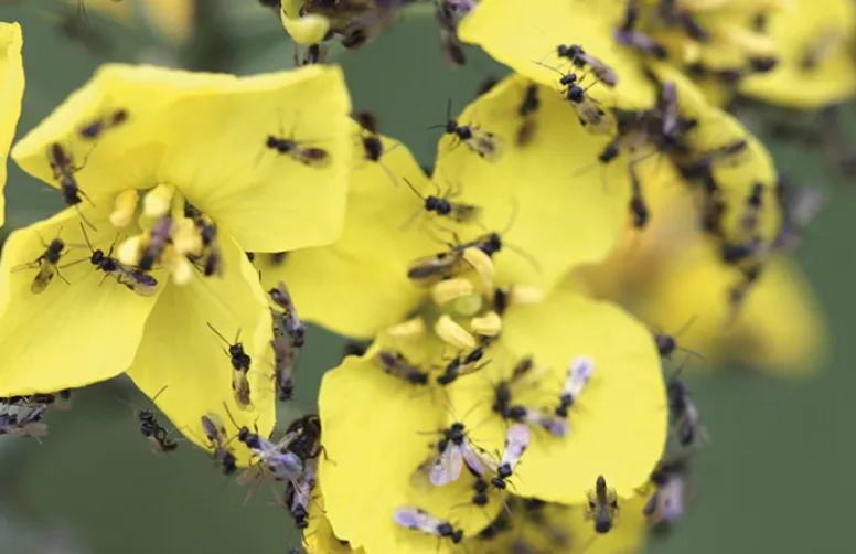 Micro-guêpes parasitoïdes des insectes ravageurs du colza