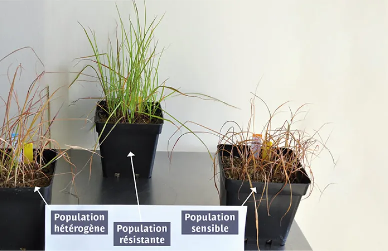 Herbicides: ray-grass résistants détectés par PCR & amorce bloqueuse