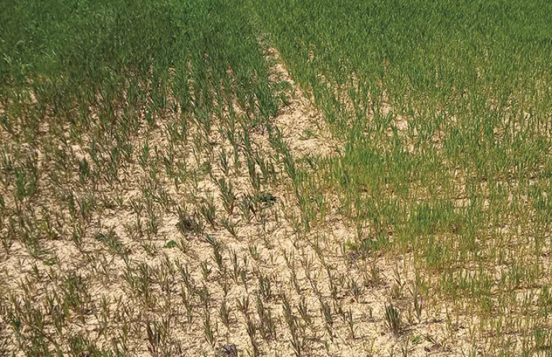 Azote, phosphore, potassium à surveiller de près en AB