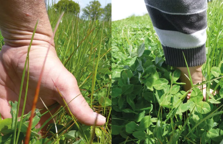 La fertilité des prairies, enjeu fort en polyculture-élevage bio