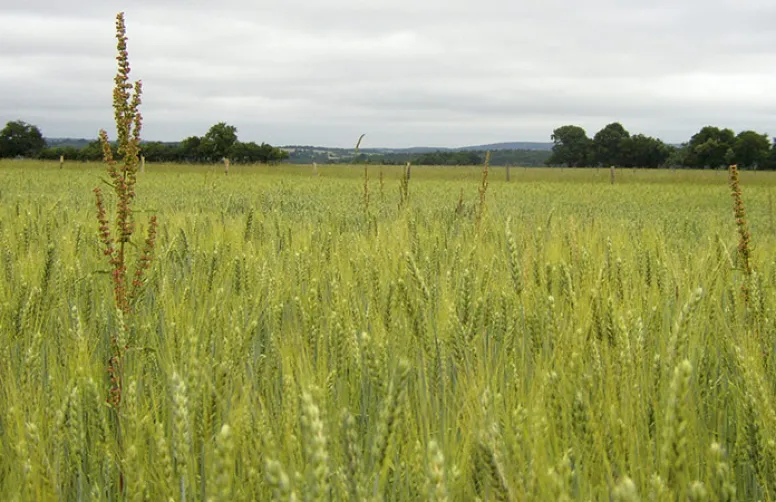 Désherbage du rumex en système biologique