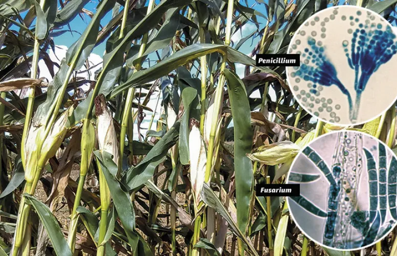 Maïs fourrage contaminé : conséquences pour les bovins