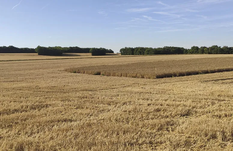 Céréales françaises à l'export: campagne 2021-22 & prévisions 2023