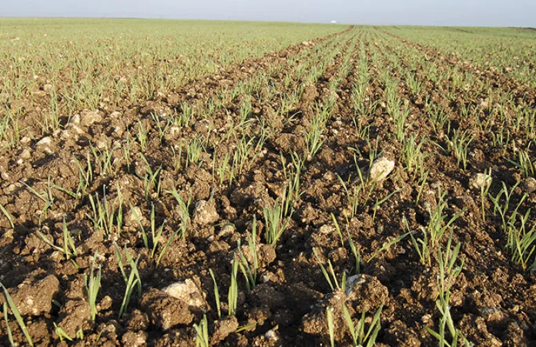S’assurer maintenant du bon taux de germination de ses semences