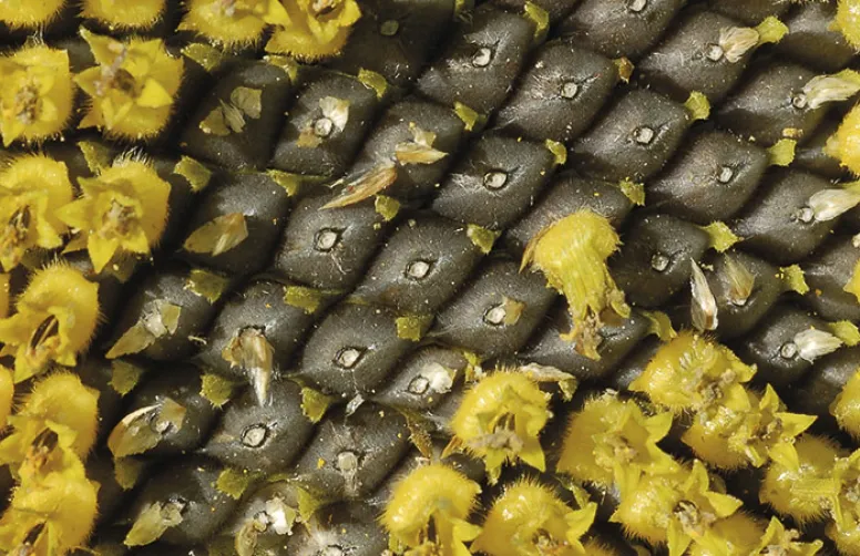 Un contexte favorable à la production de tournesol
