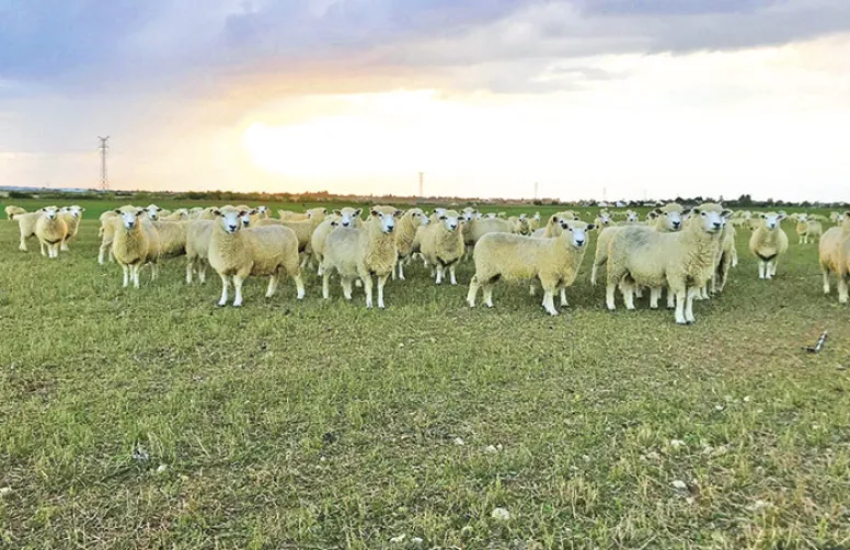 Gérer les couverts, fertiliser les grandes cultures avec des moutons