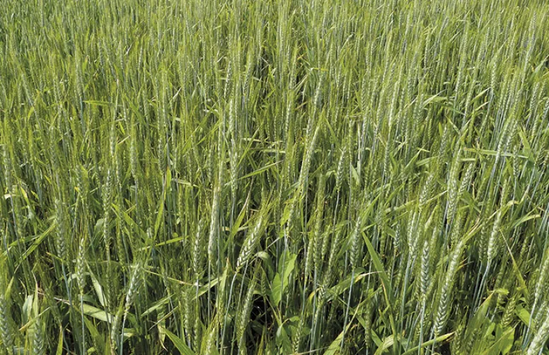 Répartition des variétés de céréales à paille semées en 2022