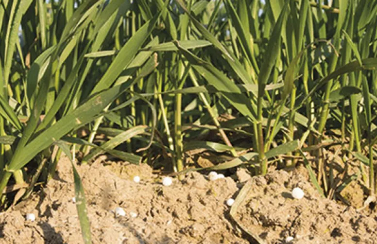 Les besoins azotés des variétés de blé tendre