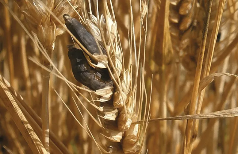 Prévenir le risque de contamination des lots de blé par l'ergot