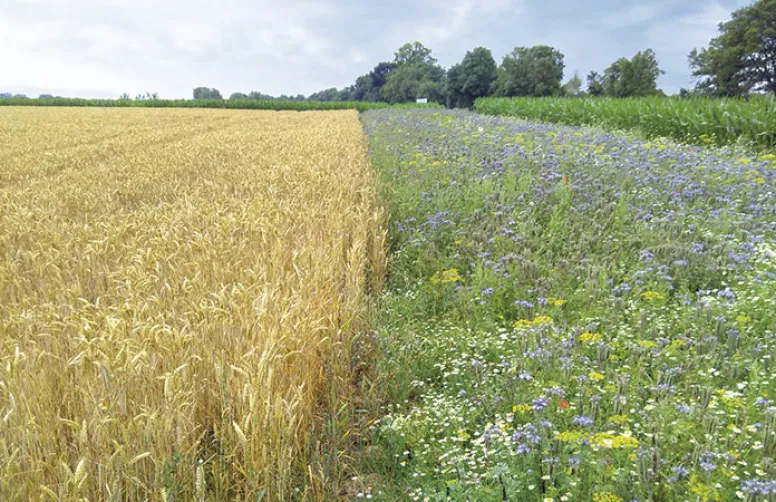 Des bandes fleuries pour limiter les pucerons d'automne ?