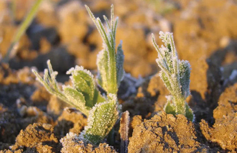 Modifier la date de semis des pois pour éviter les stress climatiques