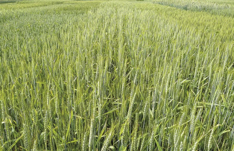 Cultiver sans herbicide ni fongicide et avec 25% d'azote en moins!
