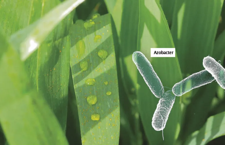 Neuf biostimulants pour le blé évalués par Arvalis