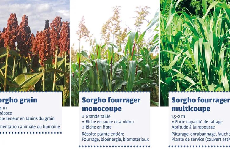 Évaluations 2022 des variétés de sorghos grain & fourrager monocoupe