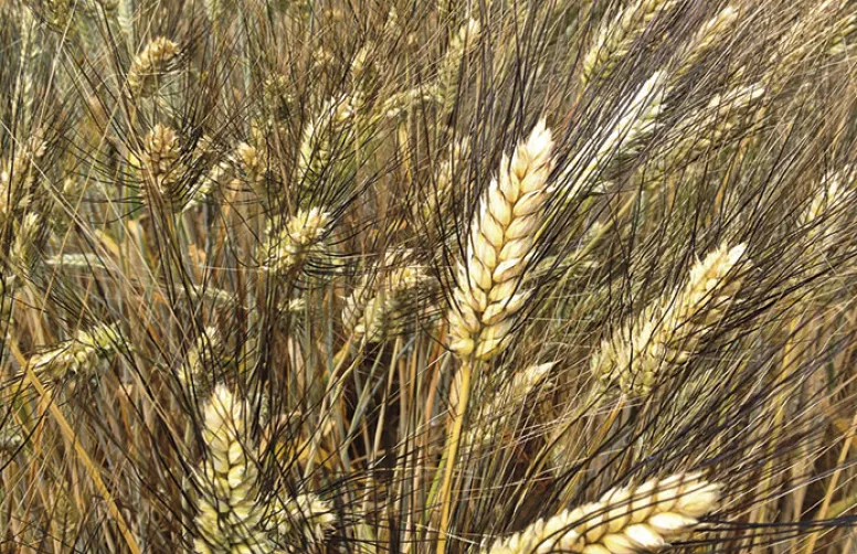 Blé dur: les clés pour choisir son bouquet de variétés