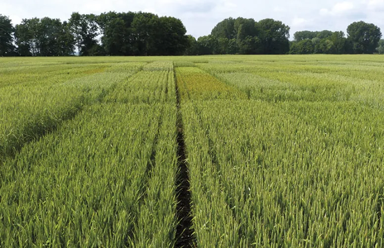 Choisir ses blés tendres pour l'agriculture biologique