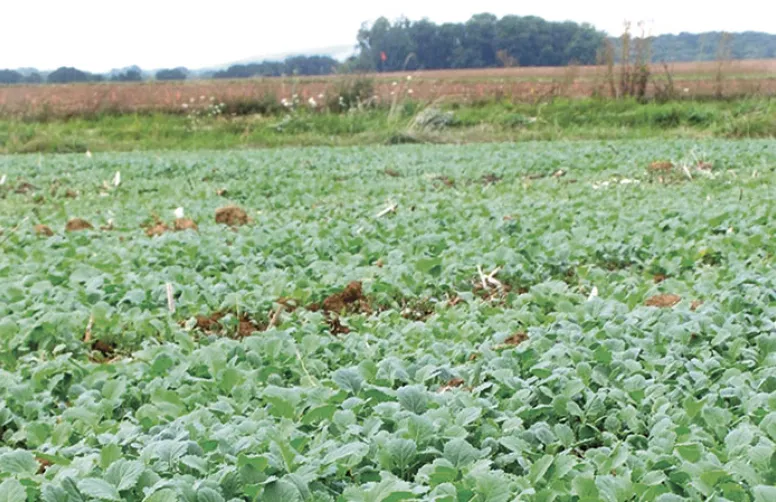 Agrioculture biologique : bien réussir son colza