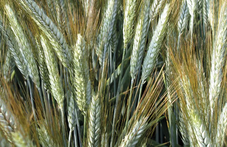 Le point d'Arvalis sur les variétés de triticale et les nouveautés