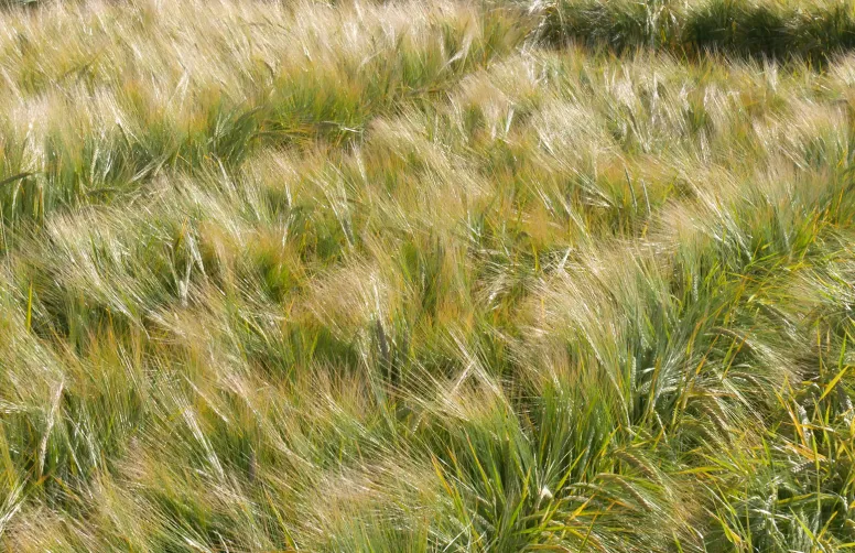 Les VRAI/FAUX des orges de printemps semées à l’automne