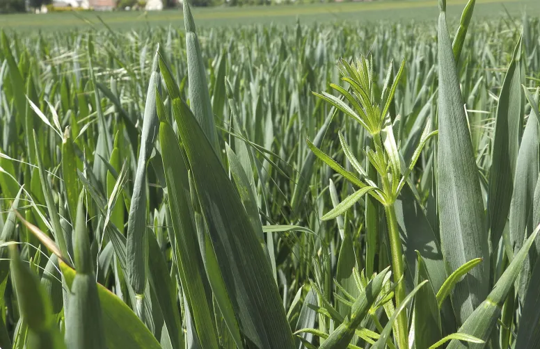 Désherbage tardif des céréales : attention aux stades et aux conditions d’application
