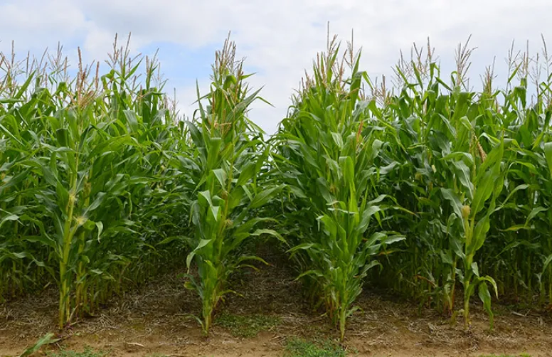 Variétés de maïs en AB : une gamme de choix toujours aussi importante en 2023