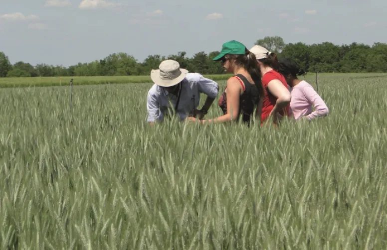 Évaluation 2017 des variétés de triticale de référence et récentes