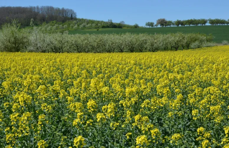 Bilan agro-économique de la protection intégrée pour les adventices