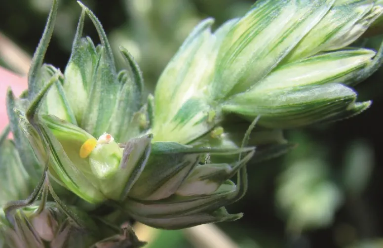 Bénéfices et freins de la lutte intégrée contre les bioagresseurs