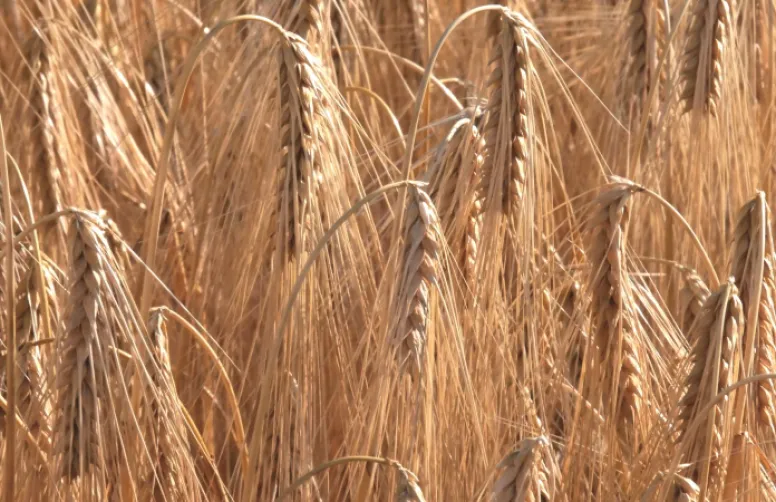 Test de faisabilité Arvalis du relay-cropping soja dans orge d'hiver