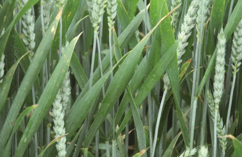 Les fongicides sont plus efficaces sur des variétés résistantes