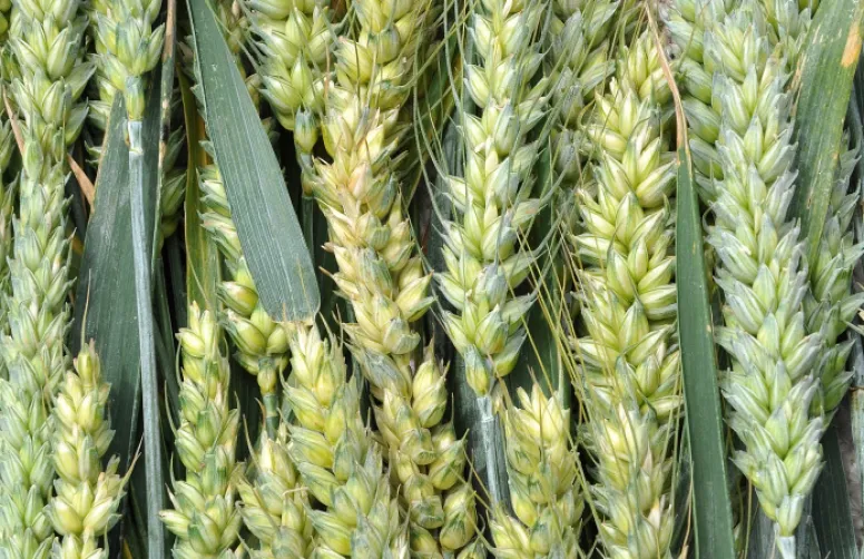 Identification des variétés de blé par profilage génétique